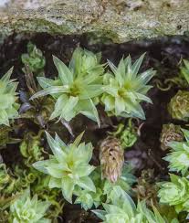 Attēlu rezultāti vaicājumam “Pohlia cruda”