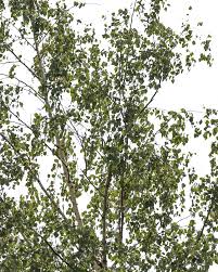 Attēlu rezultāti vaicājumam “Betula pendula”