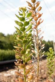 Attēlu rezultāti vaicājumam “Lepidium densiflorum leaf”