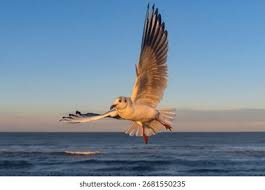 Attēlu rezultāti vaicājumam “Larus ridibundus adult”