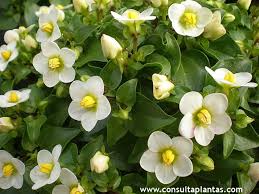 Image result for Exacum affine