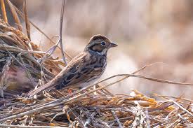 Image result for Emberiza pusilla