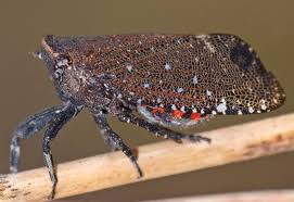 Attēlu rezultāti vaicājumam “Fuligo licentii macro”