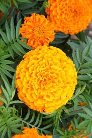 Attēlu rezultāti vaicājumam “Tagetes flower”