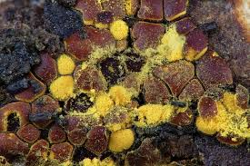 Attēlu rezultāti vaicājumam “Perichaena depressa”