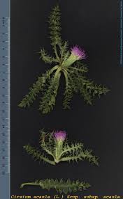 Attēlu rezultāti vaicājumam “Cirsium acaule”