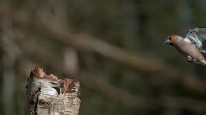 Attēlu rezultāti vaicājumam “Coccothraustes coccothraustes adult”