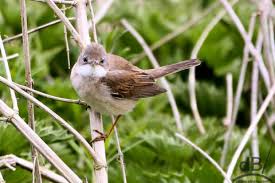 Attēlu rezultāti vaicājumam “Sylvia communis”