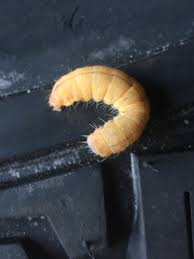 Attēlu rezultāti vaicājumam “Cimbex femoratus larva”