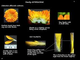 Attēlu rezultāti vaicājumam “Calendula officinalis leaf”