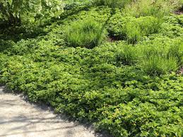 Attēlu rezultāti vaicājumam “Waldsteinia geoides”