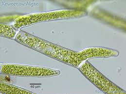 Attēlu rezultāti vaicājumam “Cladophora glomerata”