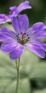 Attēlu rezultāti vaicājumam “Geranium pyrenaicum flower”