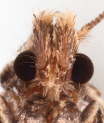 Attēlu rezultāti vaicājumam “Morophaga choragella”