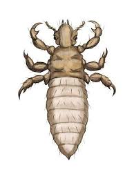 Attēlu rezultāti vaicājumam “Pediculus humanus capitis”