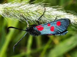 Attēlu rezultāti vaicājumam “Zygaena lonicerae”