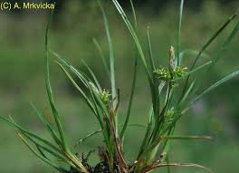 Attēlu rezultāti vaicājumam “Carex viridula”