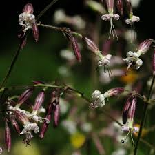 Attēlu rezultāti vaicājumam “Silene nutans flower”