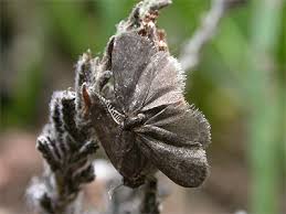 Attēlu rezultāti vaicājumam “Psyche casta”