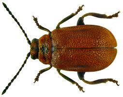 Attēlu rezultāti vaicājumam “Lochmaea caprea”