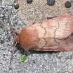 Attēlu rezultāti vaicājumam “Eriopygodes imbecilla”