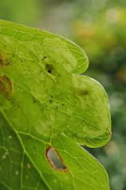 Attēlu rezultāti vaicājumam “Phytomyza minuscula”