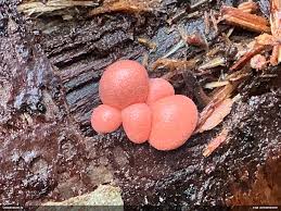 Attēlu rezultāti vaicājumam “Lycogala roseosporum sessile”