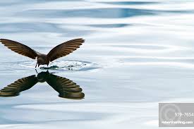 Image result for Oceanites oceanicus