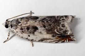 Attēlu rezultāti vaicājumam “Ancylis laetana”