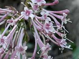 Attēlu rezultāti vaicājumam “Sisymbrium altissimum leaf”