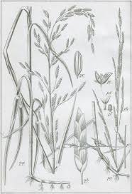 Attēlu rezultāti vaicājumam “Glyceria lithuanica”