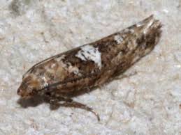 Attēlu rezultāti vaicājumam “Acrolepiopsis assectella”