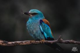 Attēlu rezultāti vaicājumam “Coracias garrulus”