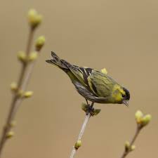 Attēlu rezultāti vaicājumam “Carduelis spinus male”
