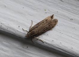 Attēlu rezultāti vaicājumam “Gelechia scotinella”