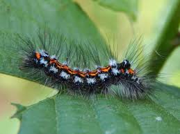 Attēlu rezultāti vaicājumam “Euproctis similis larva”