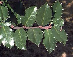 Attēlu rezultāti vaicājumam “Ilex x meserveae”