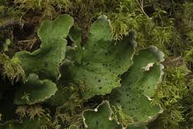 Attēlu rezultāti vaicājumam “Peltigera leucophlebia”