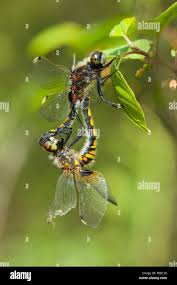 Attēlu rezultāti vaicājumam “Leucorrhinia pectoralis”