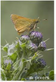 Attēlu rezultāti vaicājumam “Thymelicus sylvestris”