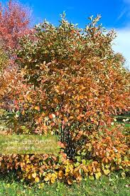 Attēlu rezultāti vaicājumam “Amelanchier spicata”