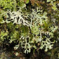 Attēlu rezultāti vaicājumam “Hypogymnia vittata”