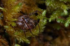 Attēlu rezultāti vaicājumam “Metellina merianae”