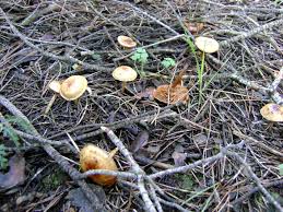 Attēlu rezultāti vaicājumam “Collybia sp.”