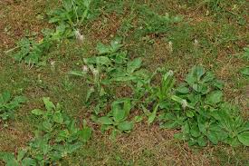 Attēlu rezultāti vaicājumam “Plantago media”