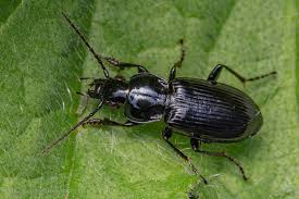 Attēlu rezultāti vaicājumam “Pterostichus niger”