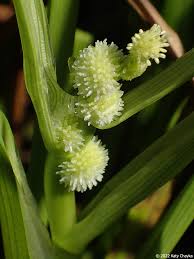 Attēlu rezultāti vaicājumam “Sparganium erectum aggr. flower”