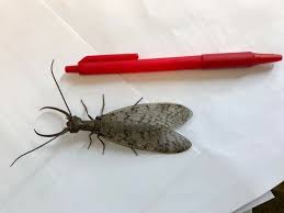 Attēlu rezultāti vaicājumam “Megaloptera”