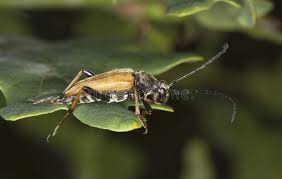 Attēlu rezultāti vaicājumam “Leptura rubra male”