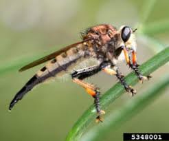 Attēlu rezultāti vaicājumam “Asilidae”